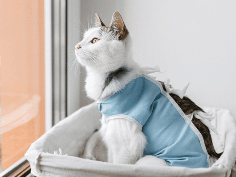 Unleash the Ultimate Power of Spaying and Neutering: The Incredible Benefits and Cost-Savings for Your Cat
