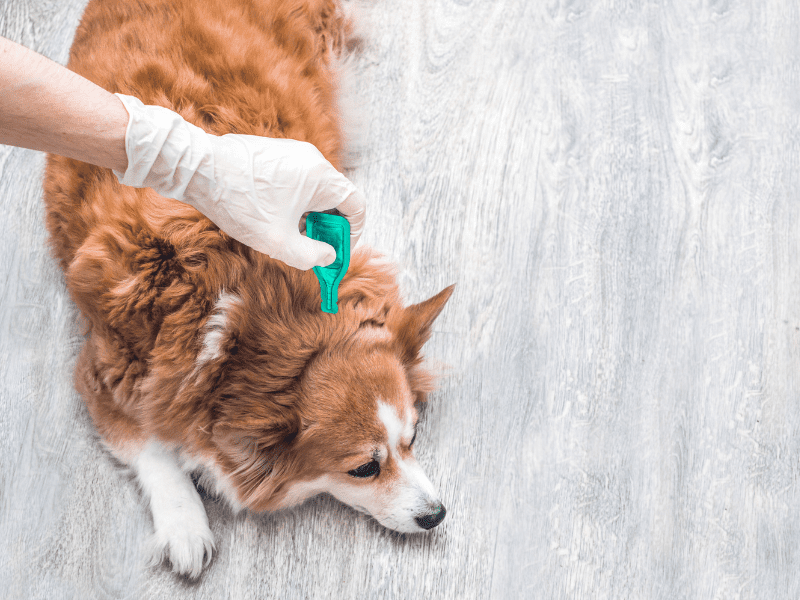 how to know if your puppy has fleas
