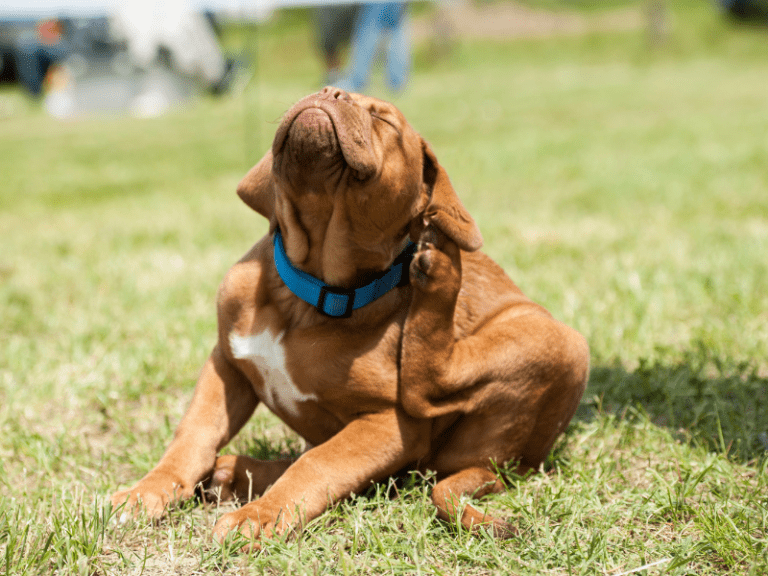 How to Know if Your Puppy Has Fleas: A Comprehensive Guide