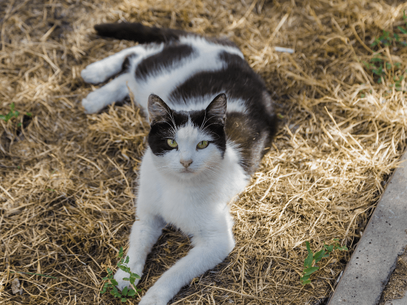 sunburn protection for cats