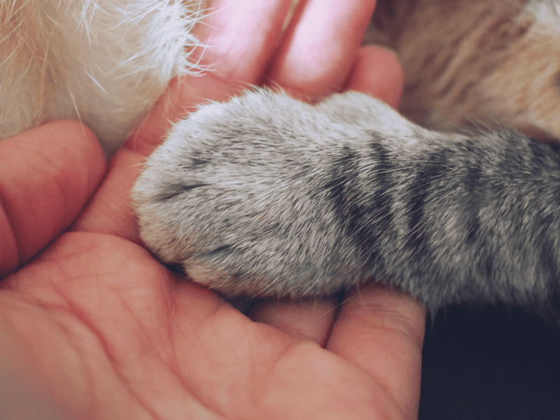 Magical Connection between Humans and Cats