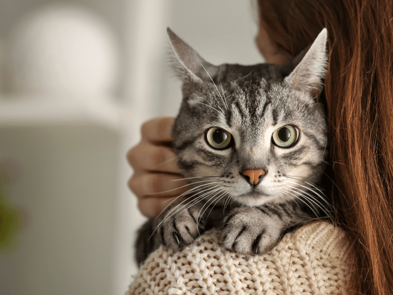 Cats as Companions: Cats Companionship