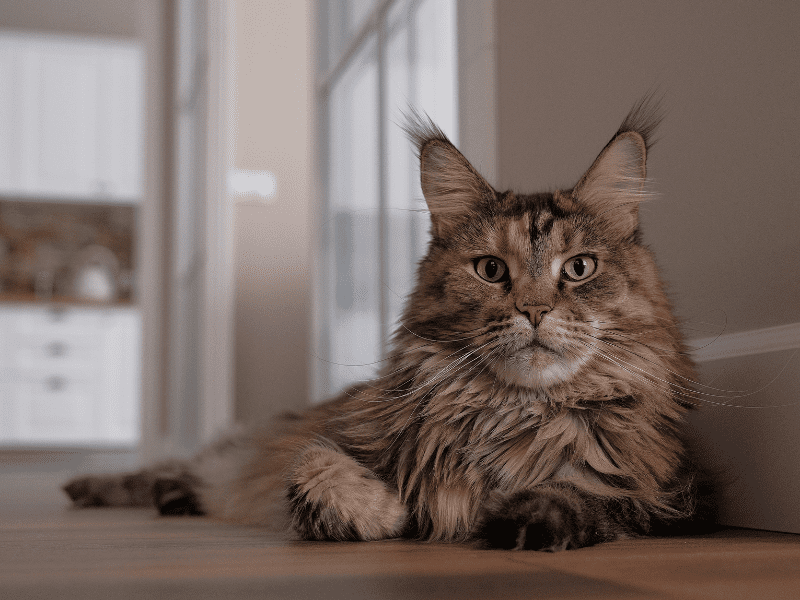 Maine Coon- Cat Breed