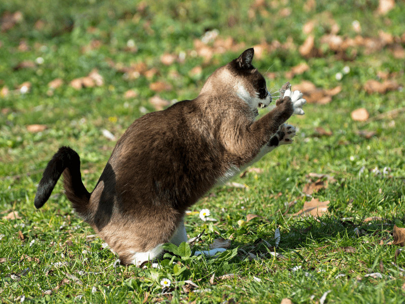 Mousers: How Siamese Cats Hunt