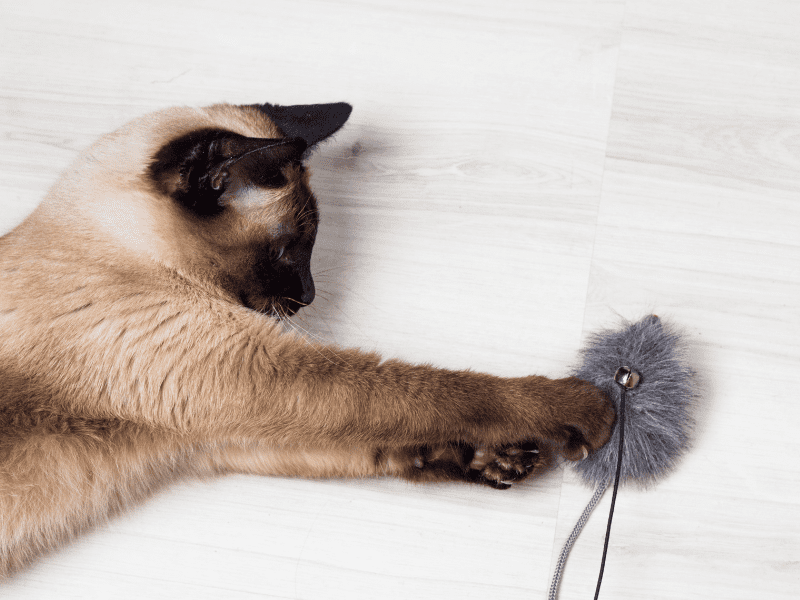 Training Siamese Cats: Mousers