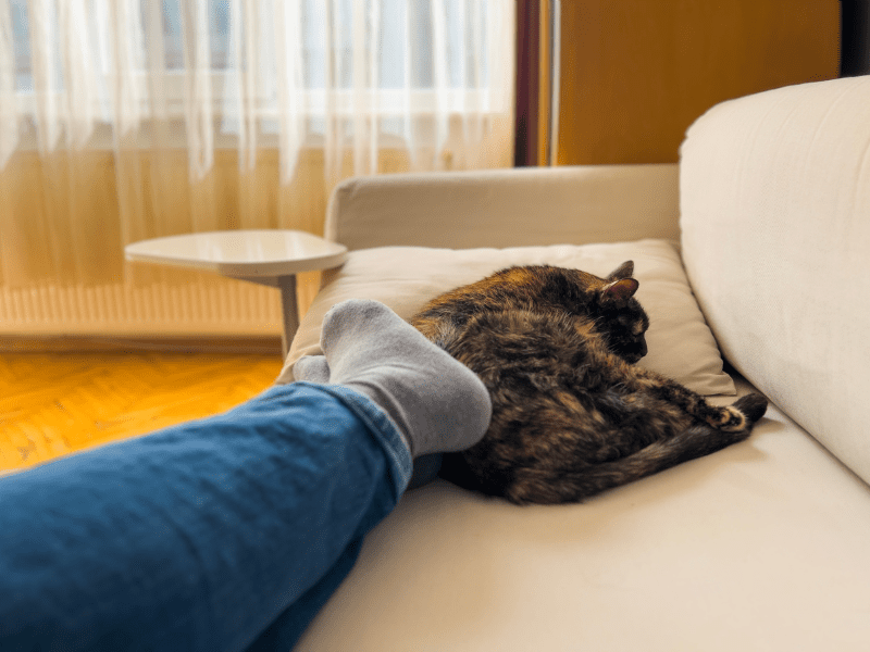 Spending time: Humans and cats