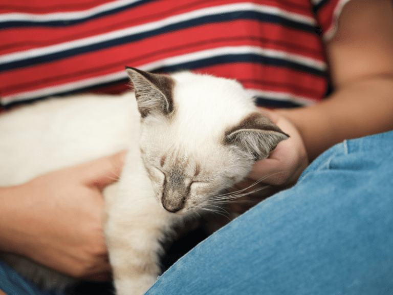 Building Trust: Cats as Life Partners