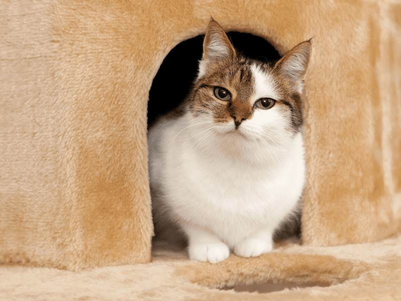 Cats as Companions: Playfulness and Companionship