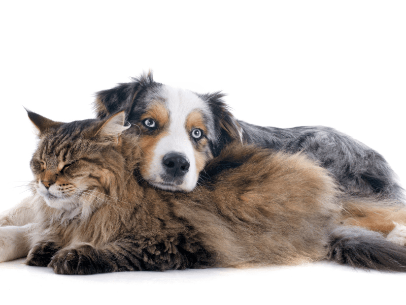 Cats Empathy to Other Animals