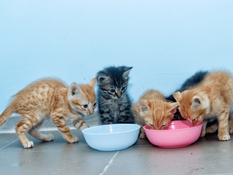 kittens eat adult cat food