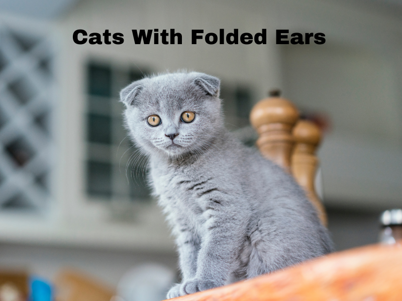 Cats with folded ears
