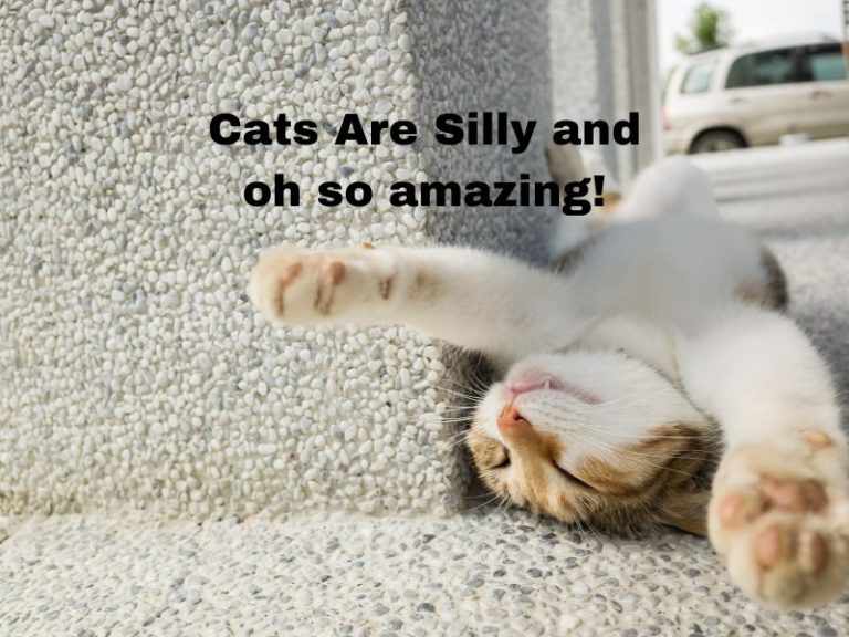 Cats are silly