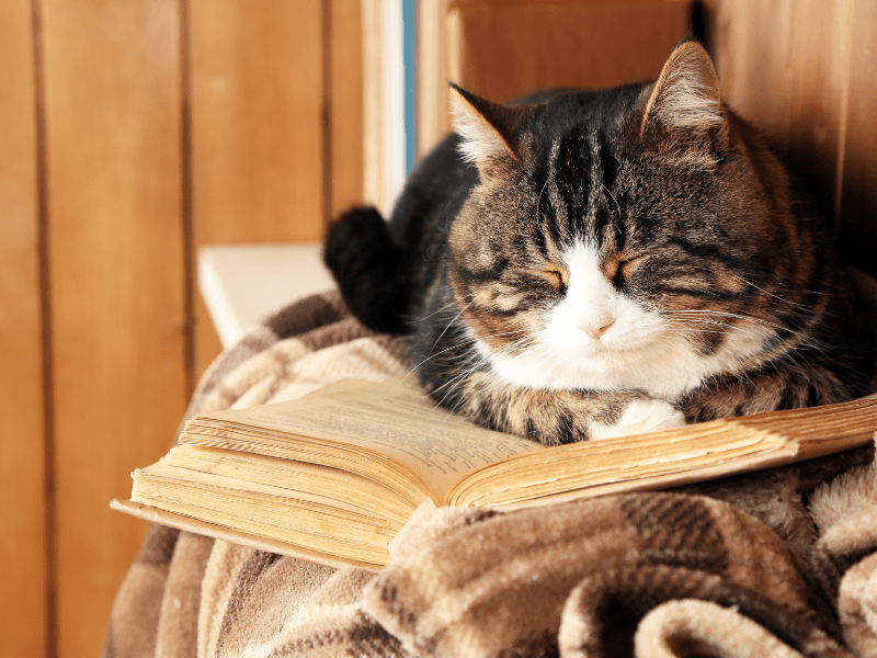 What are the Longest living cat breeds