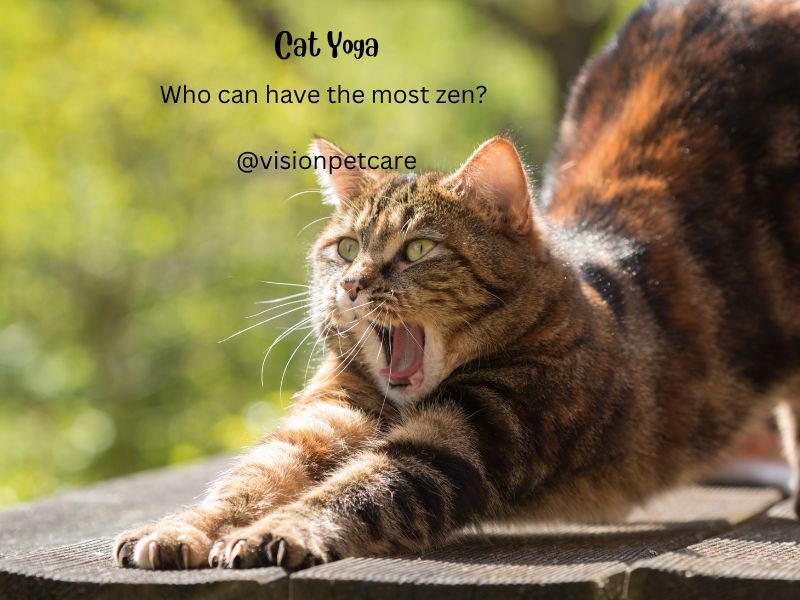 Cats are Silly: Yoga Zen