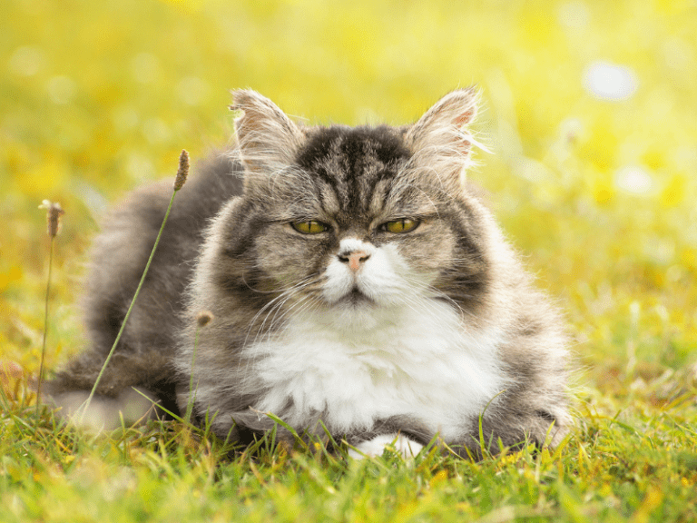 5 Longest Living Cat Breeds: Embrace the Longevity!
