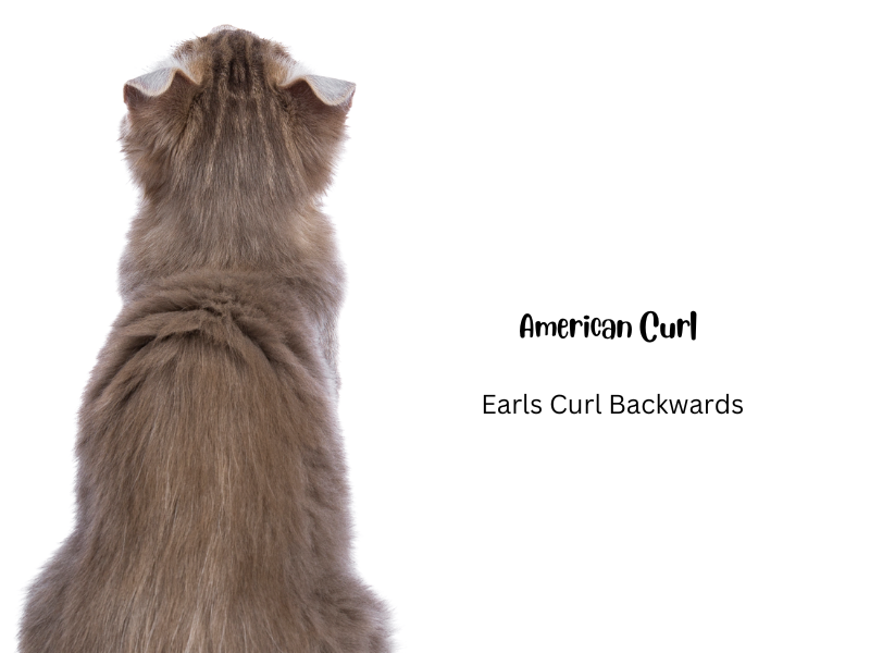 Cats with folded ears: American Curl