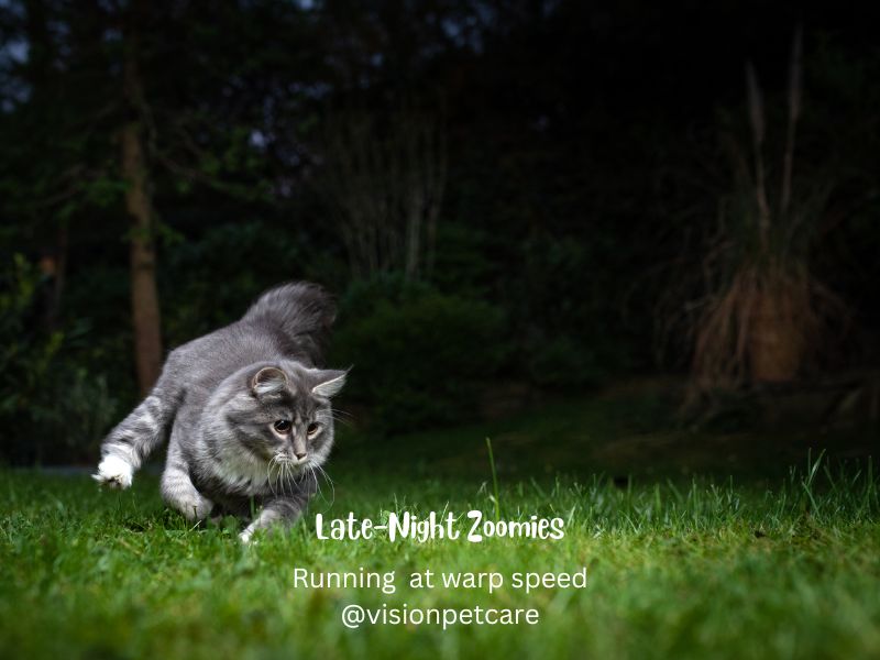 Cats are silly: doing the zoomies