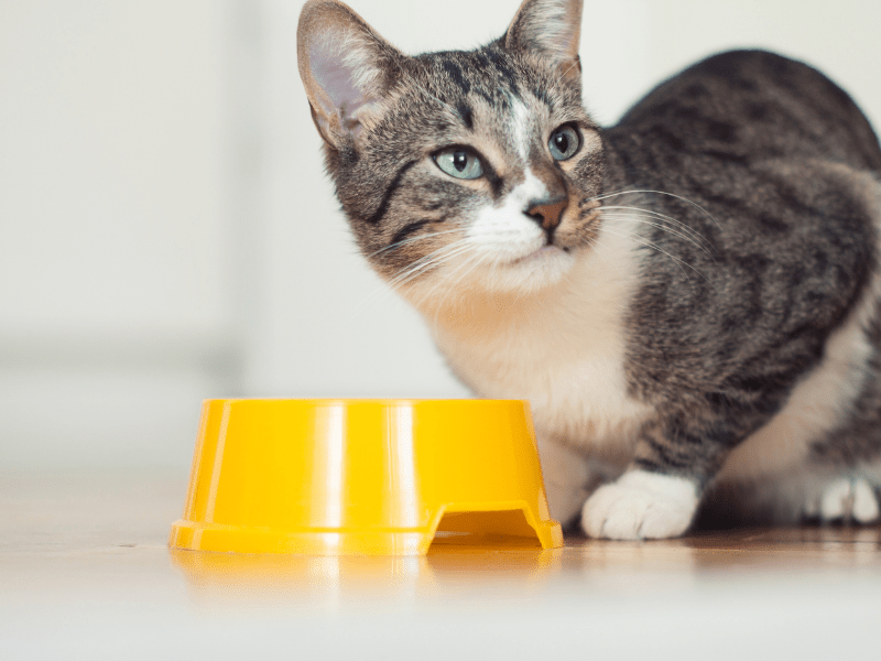 When Should kittens eat adult cat food? 