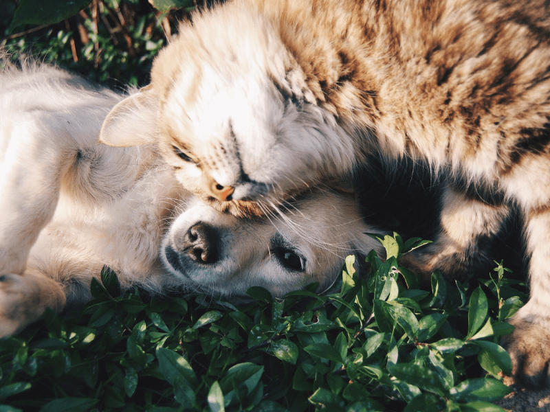 Love and affection: cat kisses