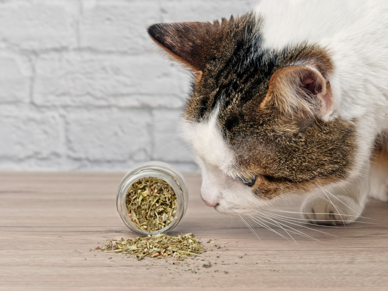 Best air fresheners for cats- ingredients to avoid