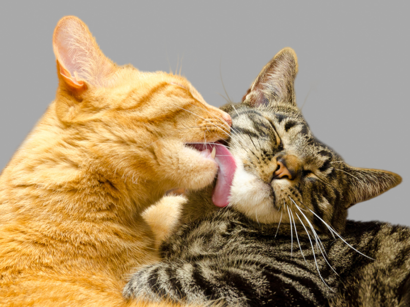 Cat Care: Grooming and Nutrition