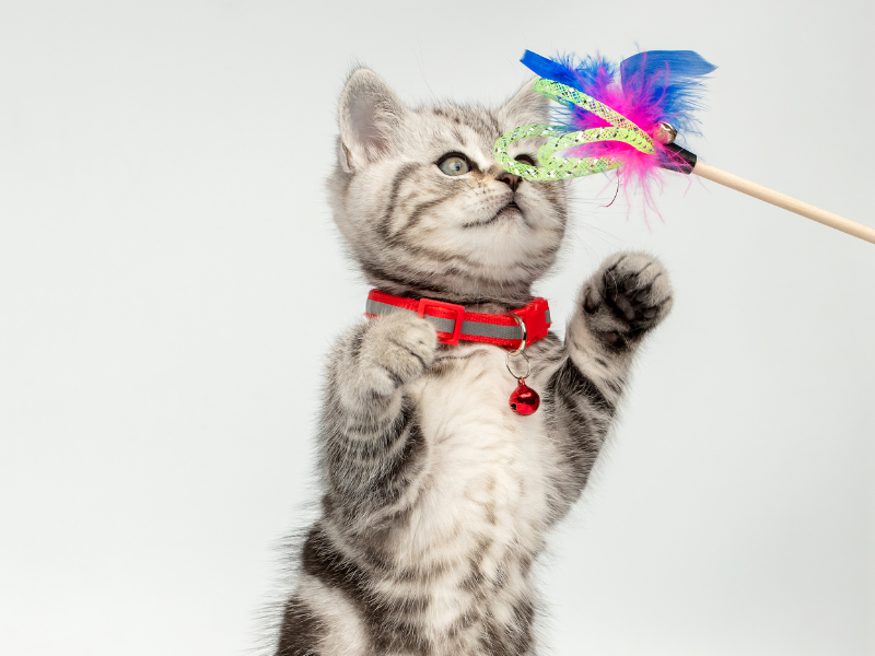 Cat Care: Behavior and Playtime