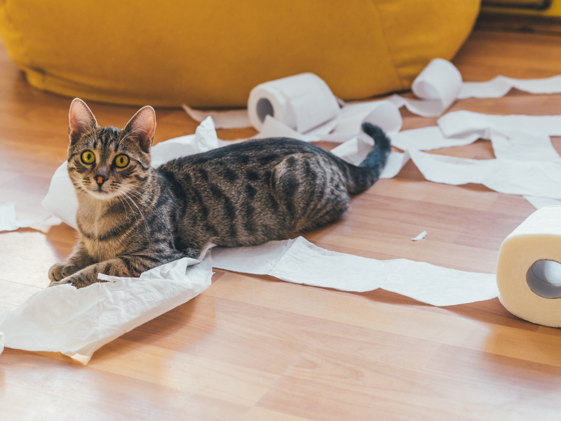 Cat antics- paper and bathrooms