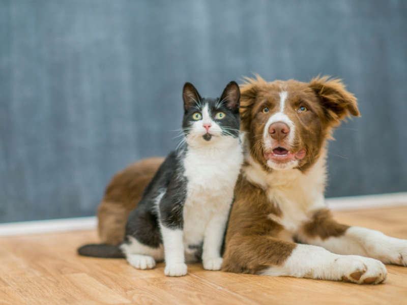 Animal Kingdom: funny habits of dogs and cats