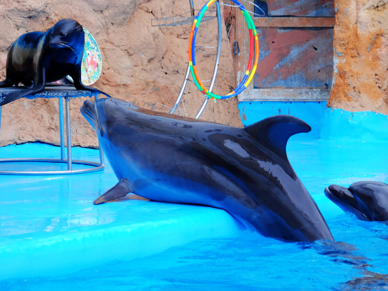 Animal Kingdom: funny habits of dolphins and seals