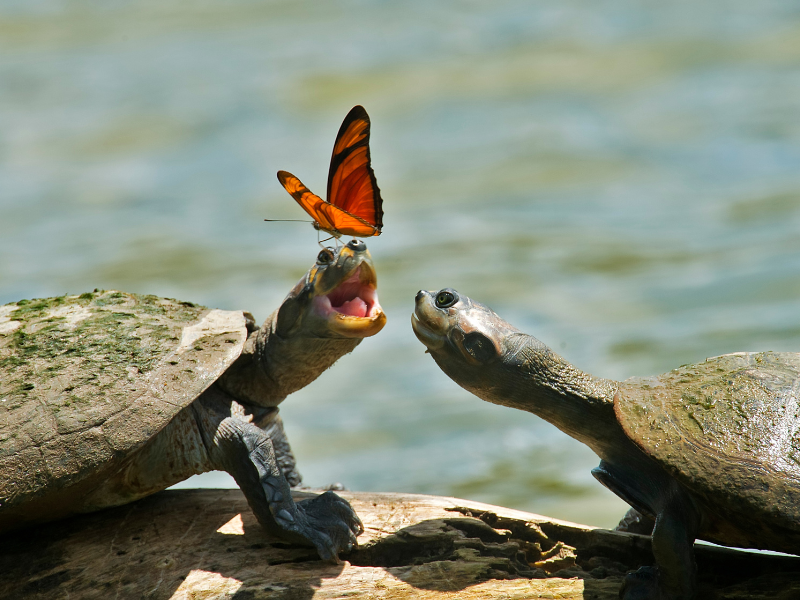 Animal Kingdom: funny habits of turtles